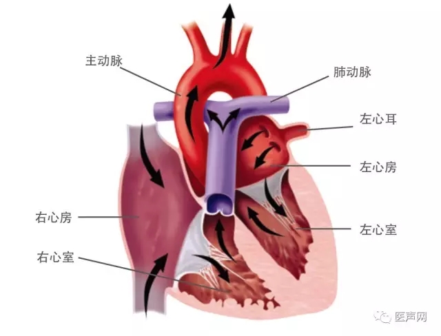 福建省立医院成功开展2例ACP左心耳封堵术