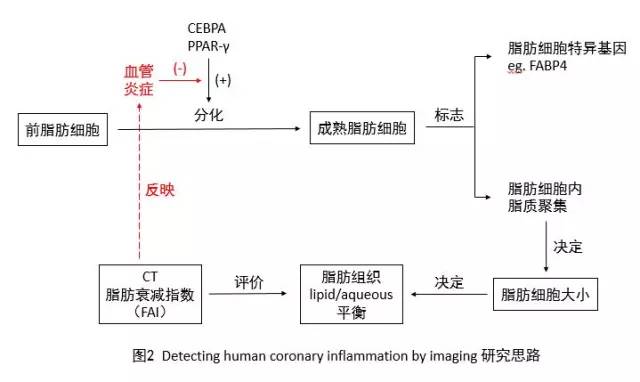 冠脉外的脂肪也会诱发冠心病-评价冠心病的新指标CT脂肪衰减指数